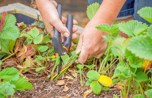 Осеннее опрыскивание. Осенняя обработка сада: эффективные приемы против болезней и вредителей