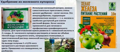 Железный купорос для деревьев. Железный купорос: применение в саду