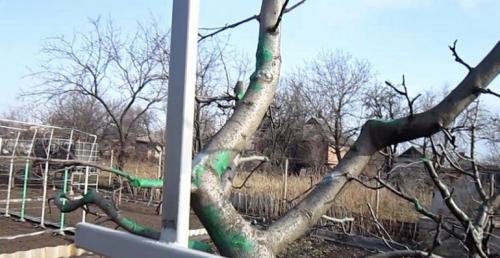 Железный купорос для обработки растений. Что это такое 02 Железный купорос для обработки растений. Что это такое 02