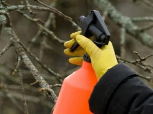 Обработка деревьев и кустарников железным купоросом. Правильное применение железного купороса 06 Обработка деревьев и кустарников железным купоросом. Правильное применение железного купороса 06