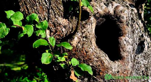 Обработка ран и срезов железным купоросом. Как правильно очистить рану на дереве? 05