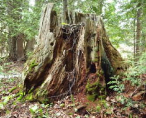 Покраска деревянных изделий акриловыми. Плюсы и минусы акриловой краски для дерева 13