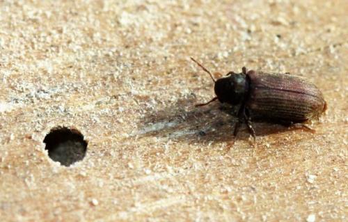 Средство для обработки дерева от жуков. Жук древоточец: как избавиться в доме раз и навсегда