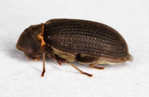 Средство для обработки дерева от жуков. Жук древоточец: как избавиться в доме раз и навсегда