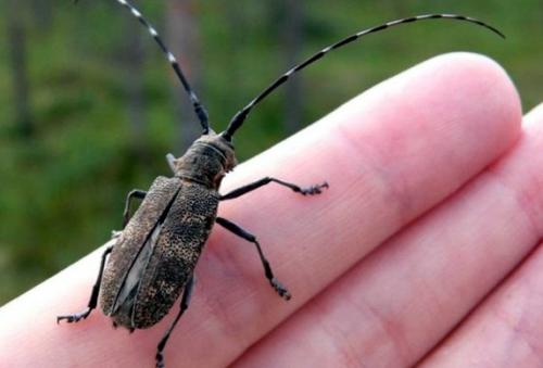 Средство для обработки дерева от жуков. Жук древоточец: как избавиться в доме раз и навсегда