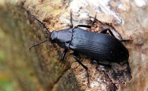 Средство для обработки дерева от жуков. Жук древоточец: как избавиться в доме раз и навсегда