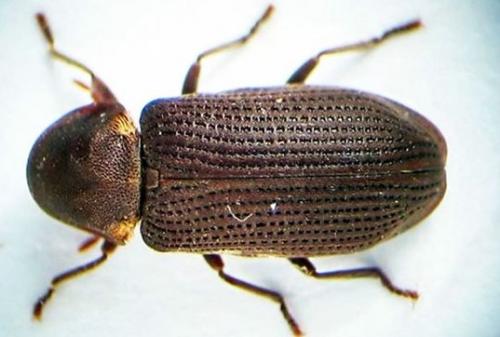 Средство для обработки дерева от жуков. Жук древоточец: как избавиться в доме раз и навсегда