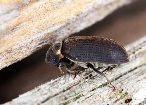 Средство для обработки дерева от жуков. Жук древоточец: как избавиться в доме раз и навсегда