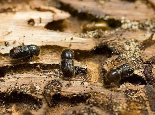 Средство для обработки дерева от жуков. Жук древоточец: как избавиться в доме раз и навсегда