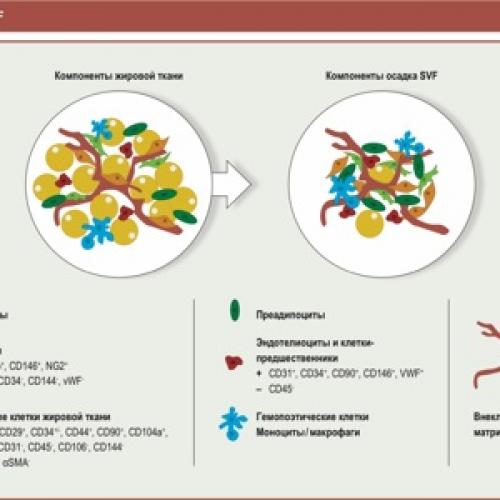 Антибиотики широкого спектра действия нового поколения. Миф. Пероральные цефалоспорины такие же «сильные», как и парентеральные 02 Антибиотики широкого спектра действия нового поколения. Миф. Пероральные цефалоспорины такие же «сильные», как и парентеральные 02