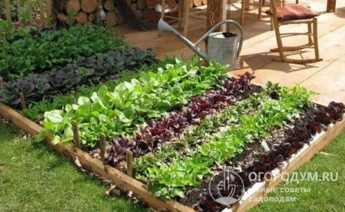 Обработка дерева от гниения в земле. Чем обработать доски для грядок