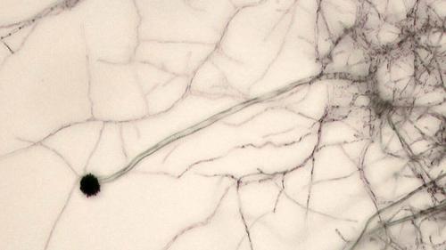 Как бороться с плесенью на стенах. Как избавиться от плесени своими руками: полная зависимость от типа и масштаба 02