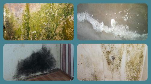 Как бороться с плесенью на стенах. Как избавиться от плесени своими руками: полная зависимость от типа и масштаба