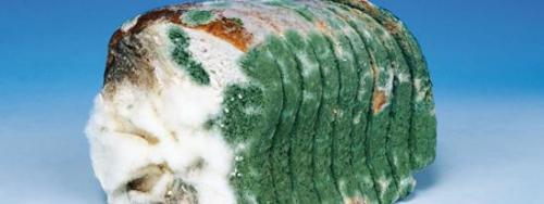 Убивает ли хлорка плесень. Ударим хлоркой по плесени! Обзор средств