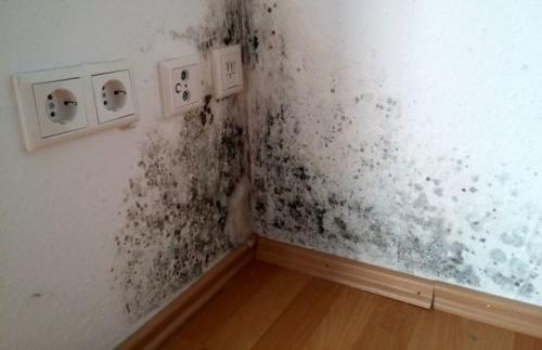 Обработка стен от плесени. Как избавиться от опасного «соседа»? 05 Обработка стен от плесени. Как избавиться от опасного «соседа»? 05