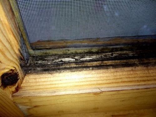 Белизна от плесени на дереве. Как образуется плесень