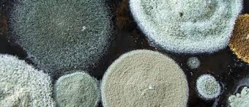 Белизна от плесени на дереве. Как образуется плесень