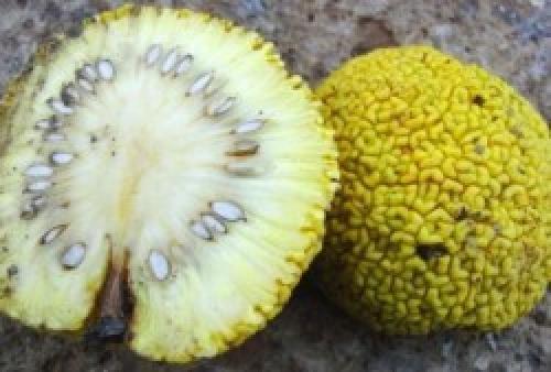 Адамово яблоко рецепт для суставов. Лечение суставов «адамовым яблоком»: как применять плоды маклюры