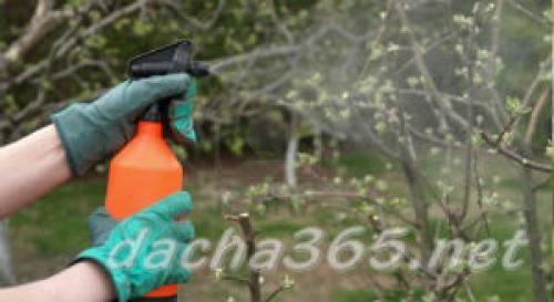 Медный купорос осенью. Применение весной