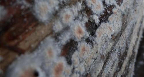 Пропитка для бани и сауны с воском. Чем обработать в парилке