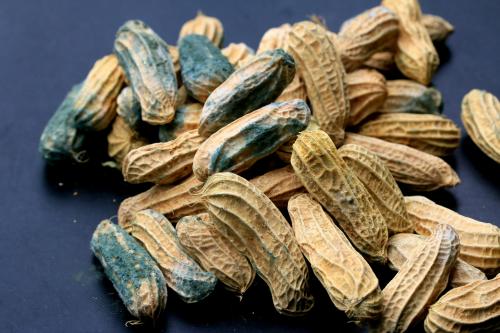 Как избавиться от плесени на продуктах. Когда плесень — это яд? Правила безопасности