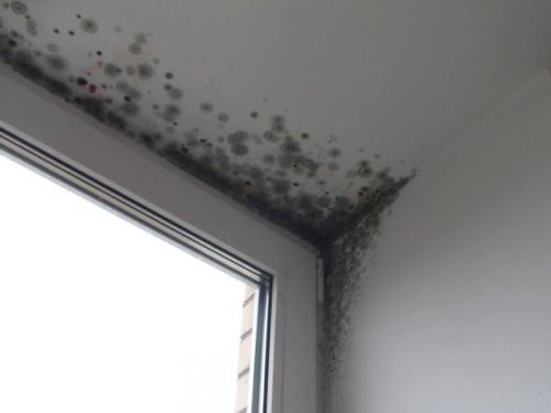 Как избавиться от плесени. Почему появляется плесень 08 Как избавиться от плесени. Почему появляется плесень 08